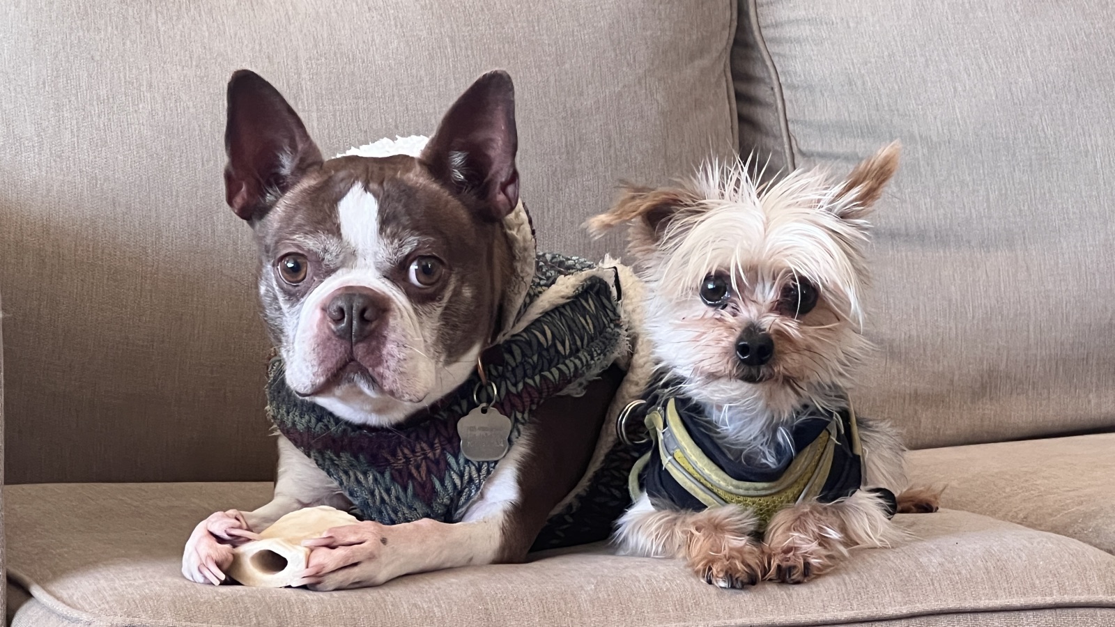 Moana (Boston Terrier) and Rocco (Toy Yorkie), the Branch Managers of Villa Peak Homes